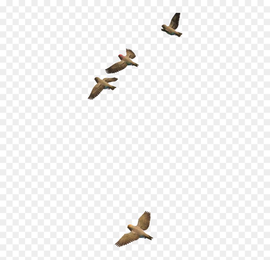 Portable Network Graphics, HD Png Download - bird png