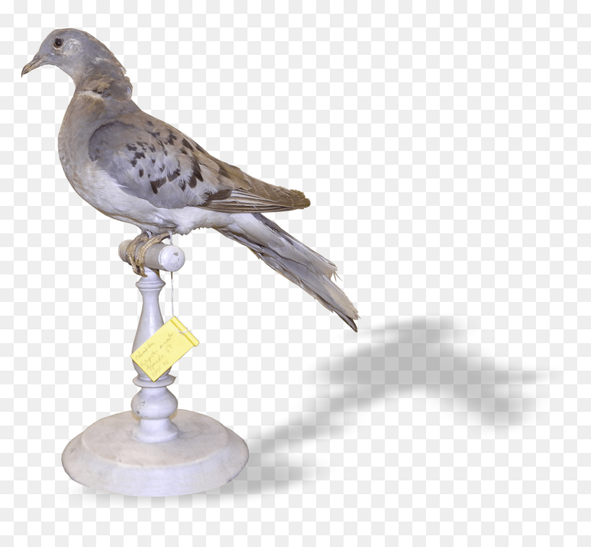 American Mourning Dove, HD Png Download - dove png