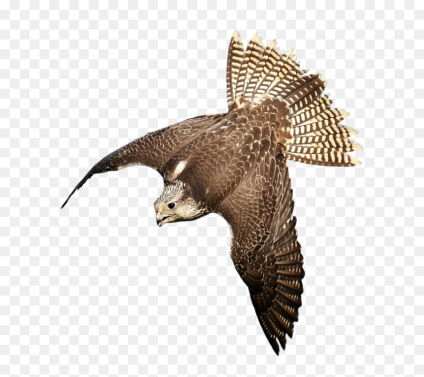 Faucon Png, Transparent Png - birds png