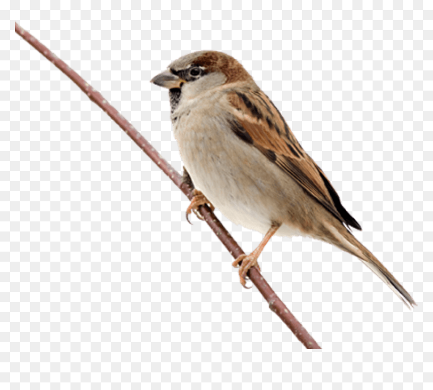 Transparent Sparrow Png, Png Download - birds png