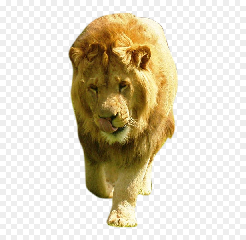 Large Male Lion, HD Png Download - lion png