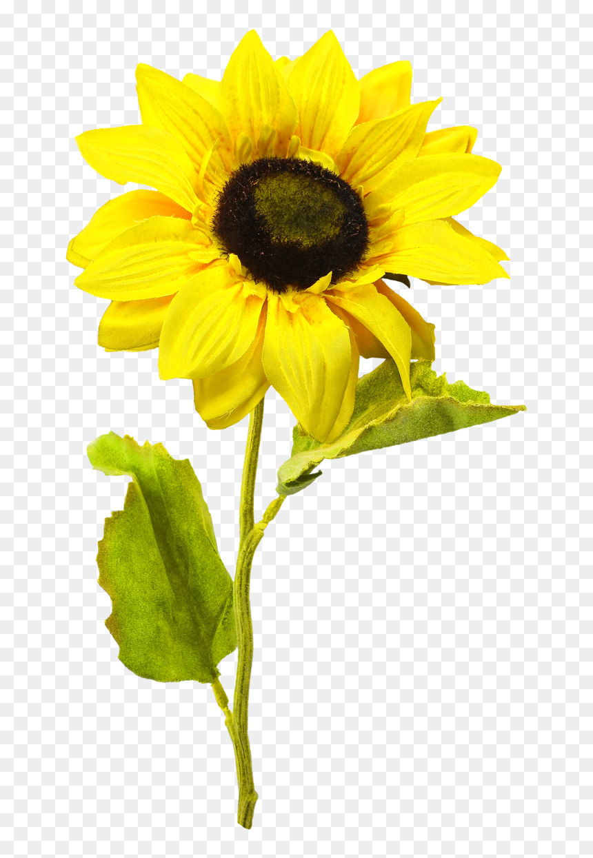 Sunflower Png, Transparent Png - sunflower png