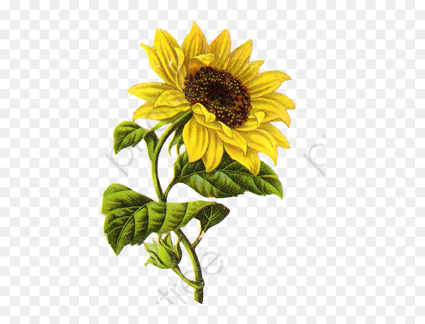 Sunflower Illustration, HD Png Download - sunflower png