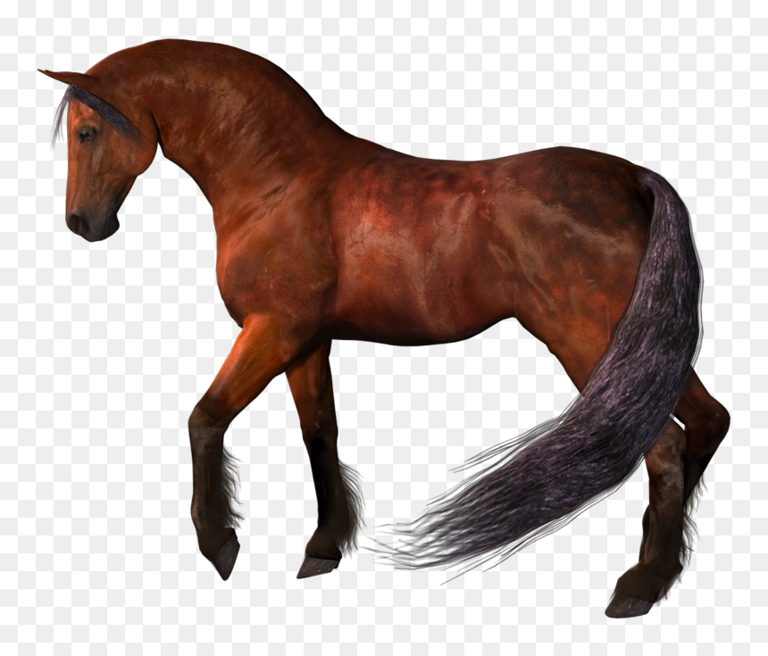 Download Horse Png - Horse Png Png, Transparent Png - horse png