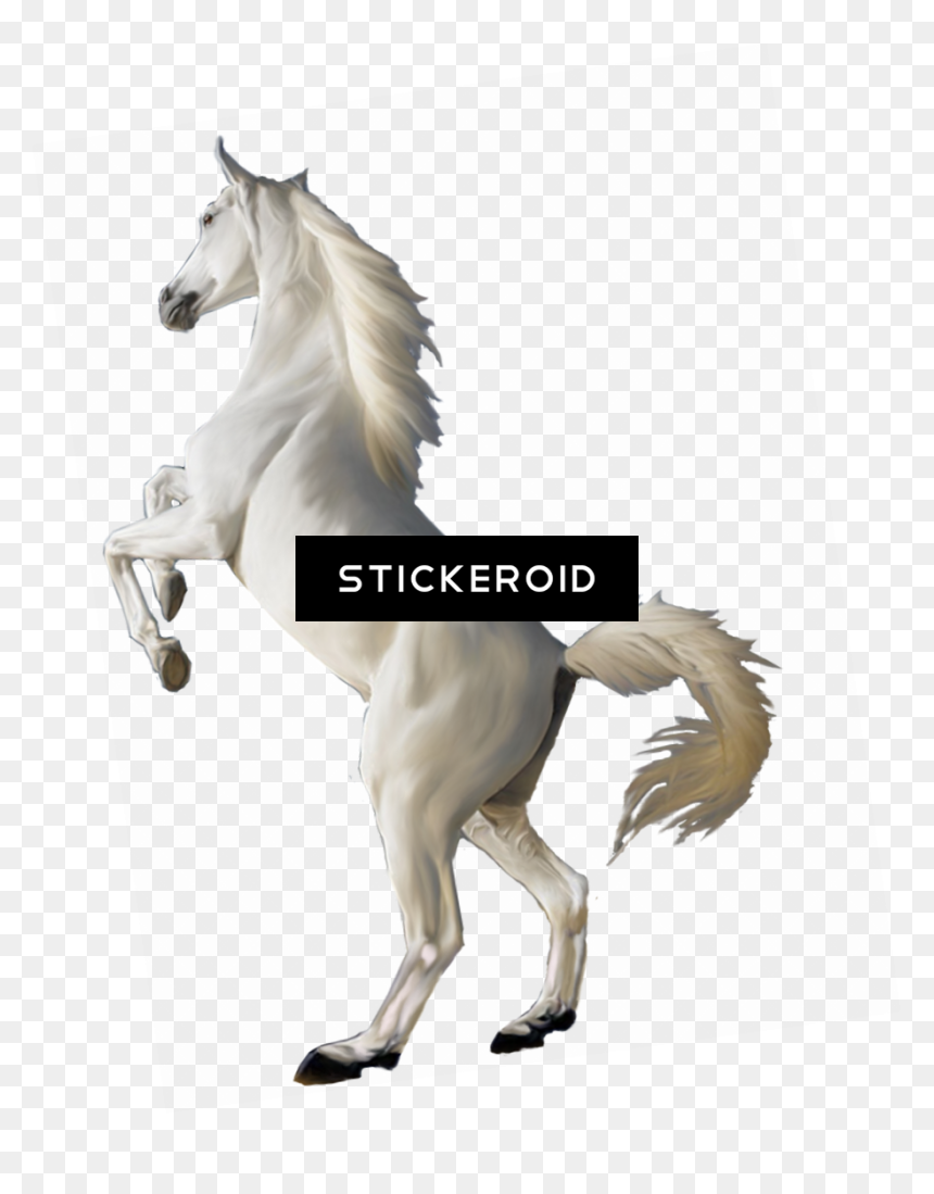 White Horse Png - Transparent Background Real White Horse Png, Png Download - horse png