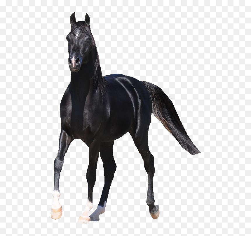 Black Horse Arabian Png, Transparent Png - horse png