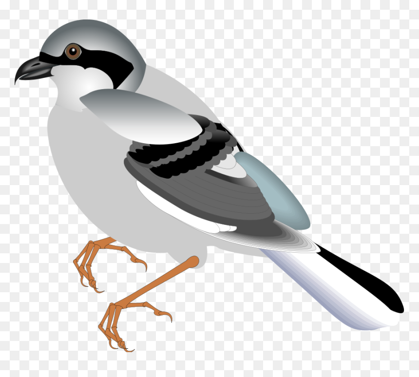 Bird 12 Svg Clip Arts - Standing Bird, HD Png Download - birds vector png