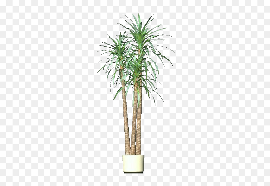 3d Flowers - Dracena - Acca Software - Desert Palm, HD Png Download - yucca plant png