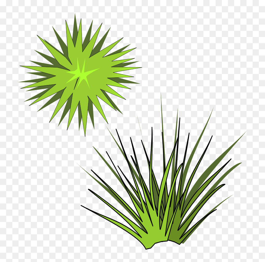 Plant,leaf,arecales - Spiky Plant Clipart, HD Png Download - yucca plant png