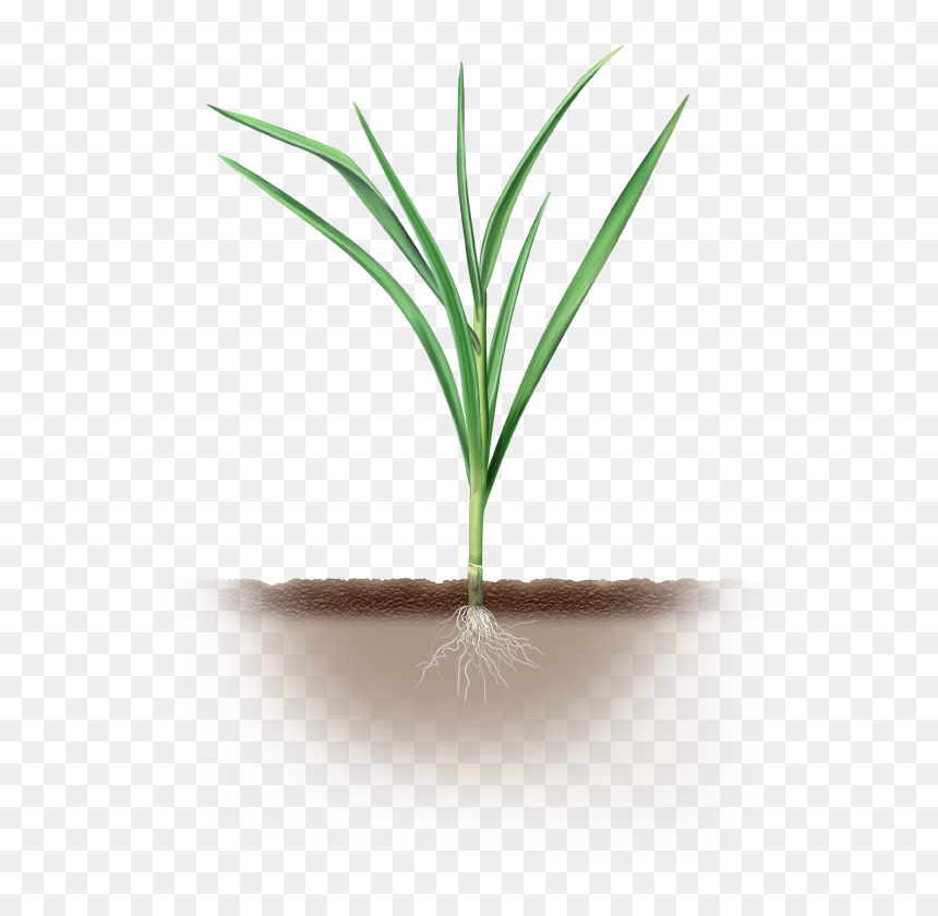 Grass, HD Png Download - yucca plant png