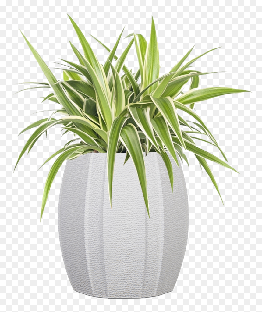 Graslelie Chlorophytum Comosum Ocean, HD Png Download - yucca plant png