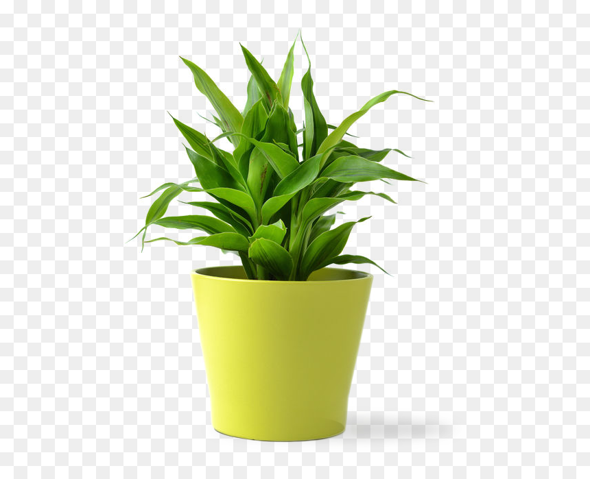 Office Plant Png, Transparent Png - yucca plant png