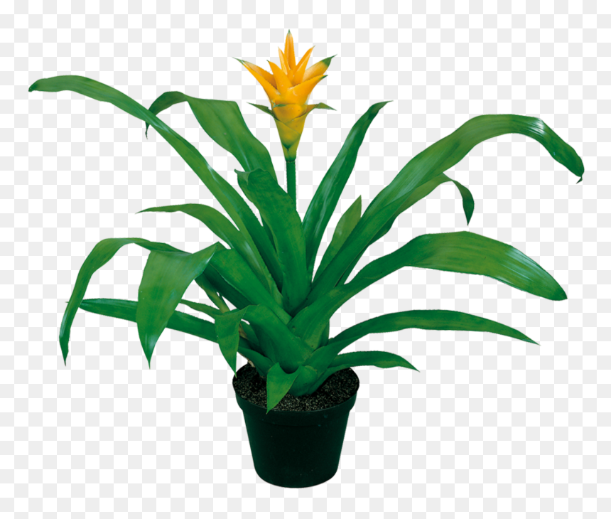 Houseplant, HD Png Download - yucca plant png