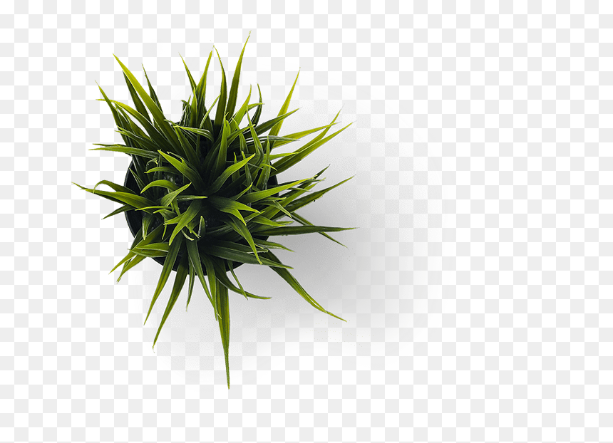 Minimalist Grass Png, Transparent Png - yucca plant png