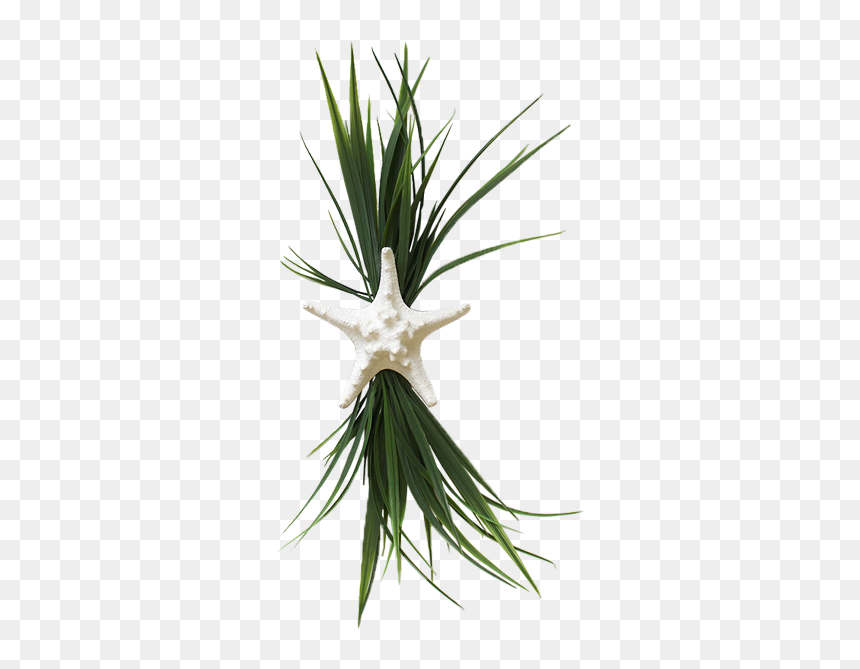 Grass, HD Png Download - yucca plant png