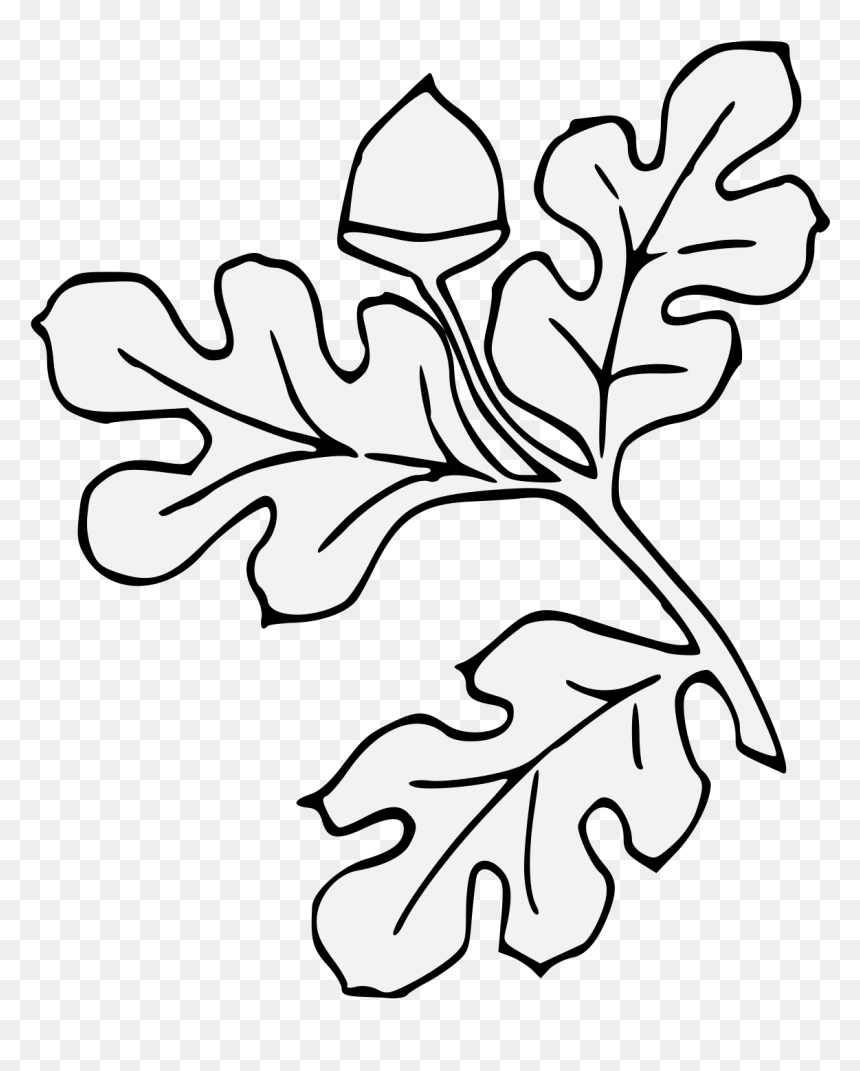 Line Art, HD Png Download - acorn clipart png