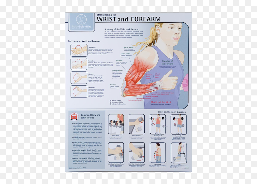 Wrist And Forearm - Forearm Muscles Exercises Charts, HD Png Download - forearm png
