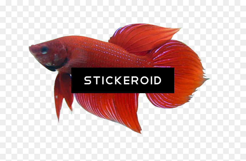 Betta Animals Fish - Snapper, HD Png Download - betta png