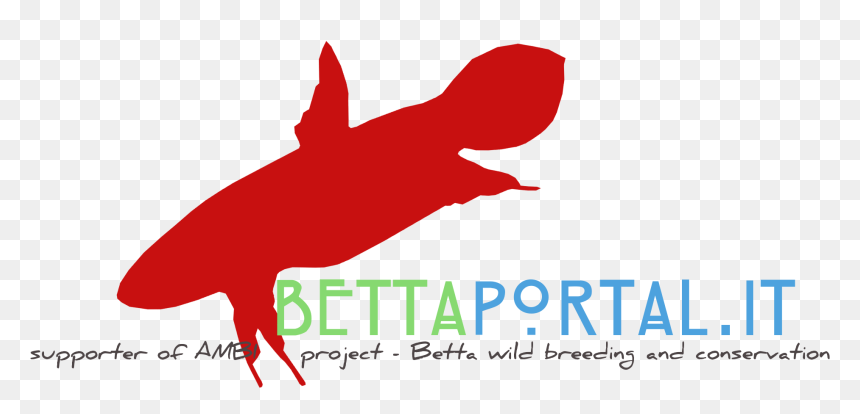 Illustration, HD Png Download - betta png