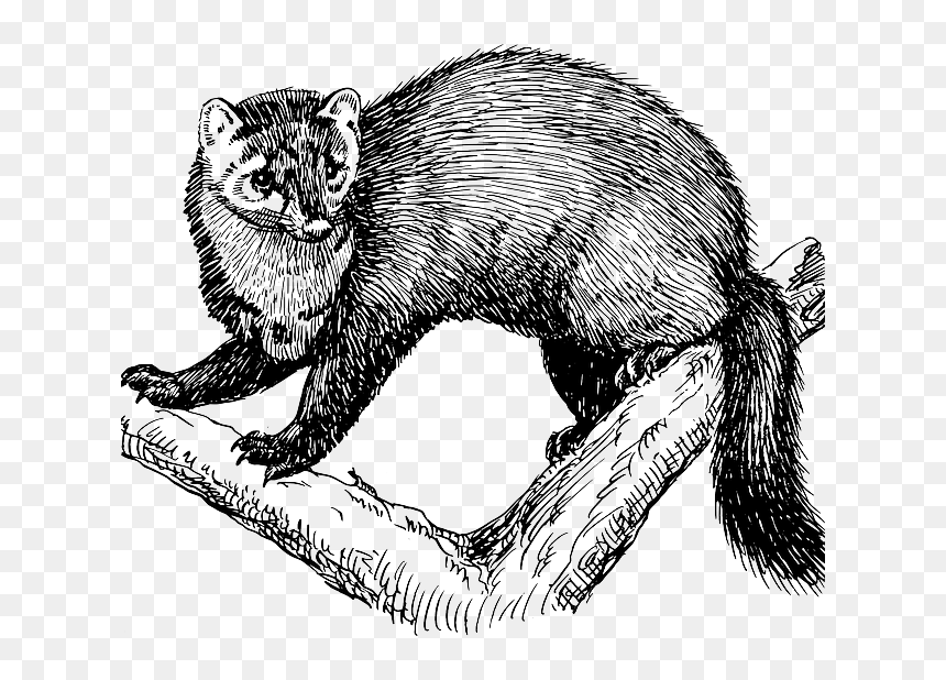Pacific Fishers - Fisher Animal Clipart, HD Png Download - mount rainier png