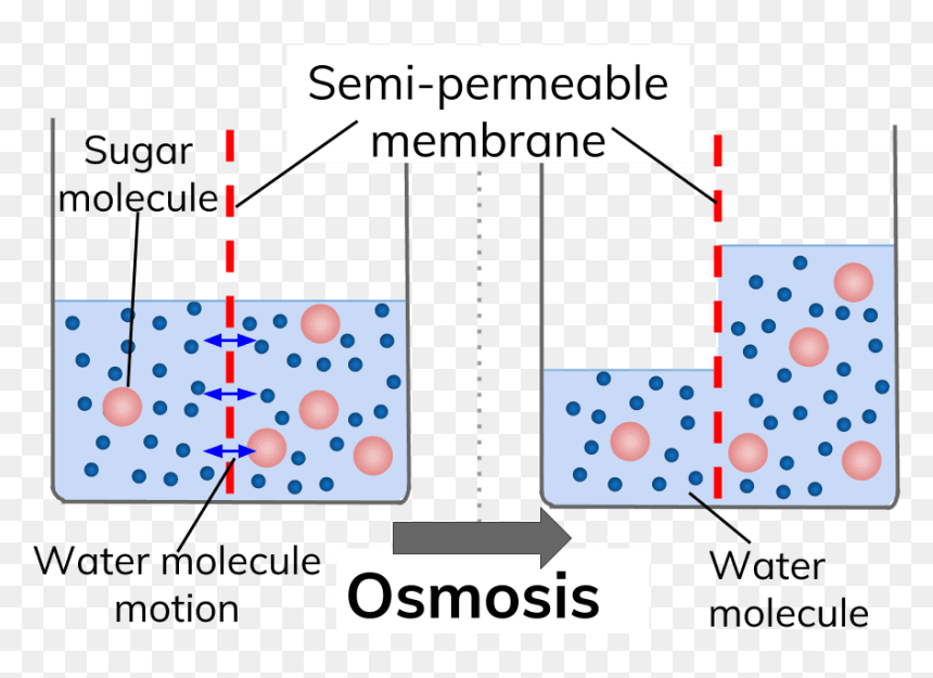 Https - //senecalearning - - Blood Osmolarity, HD Png Download - water molecule png