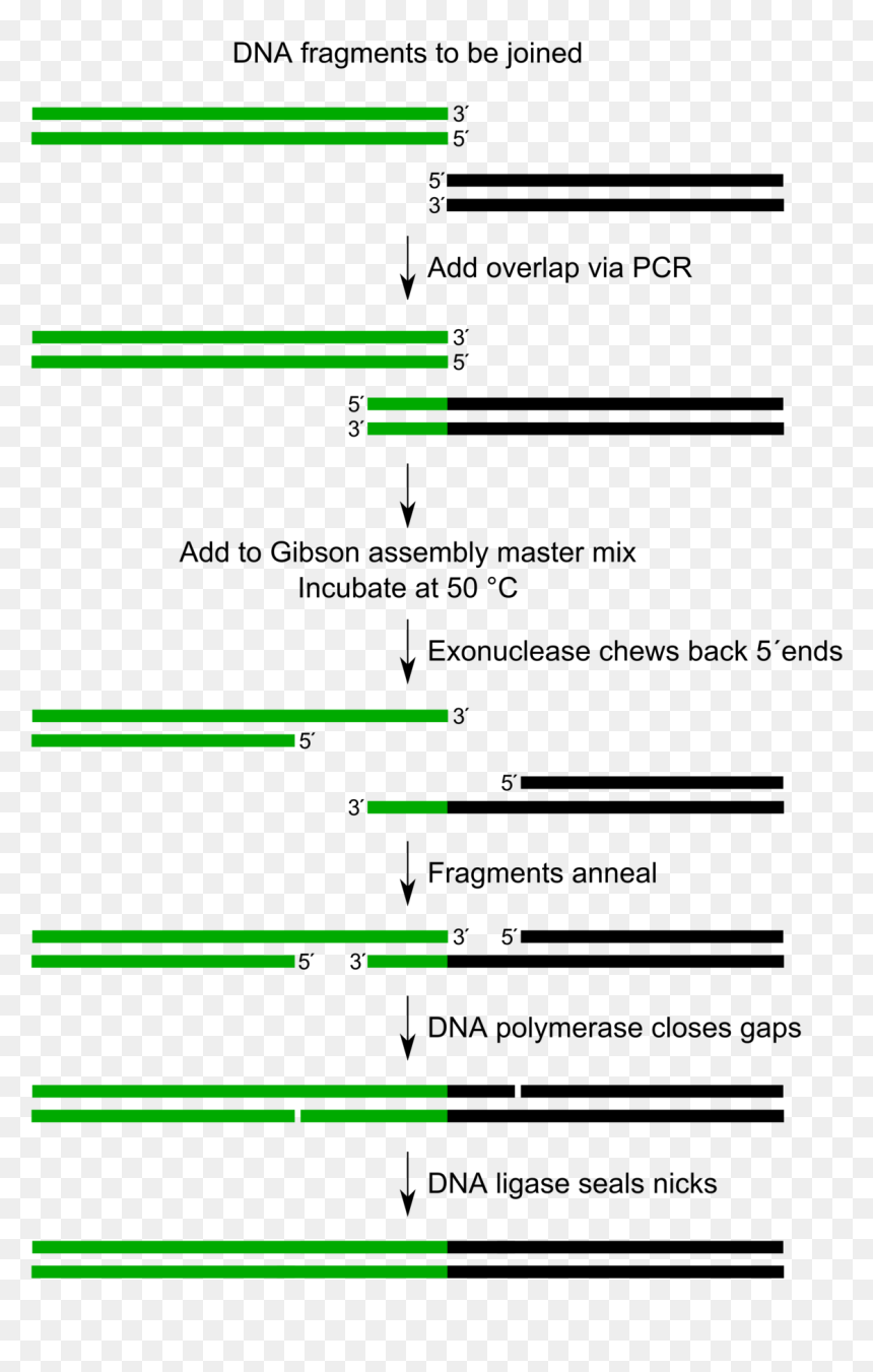 Gibson Assembly, HD Png Download - green pin png