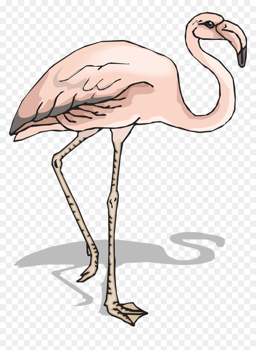 Vector Graphics,free Pictures, Free Photos, Free Images, - Bird, HD Png Download - flamingo vector png