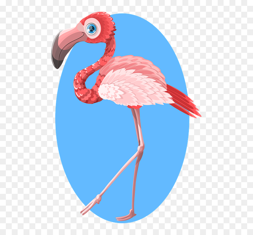 Cartoon Flamingo Thank You, HD Png Download - flamingo vector png