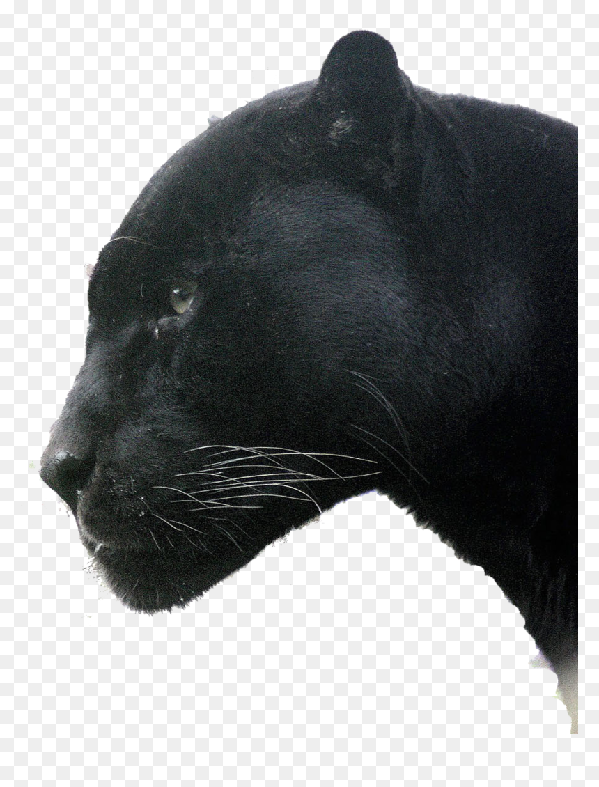 Jaguar, HD Png Download - panther head png