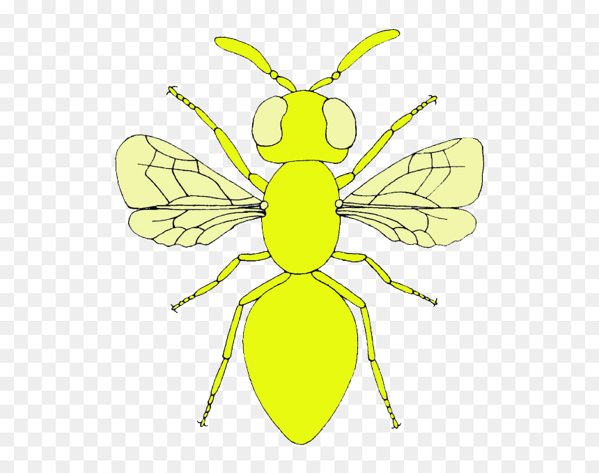Fly Clipart Mosca - Net-winged Insects, HD Png Download - moscas png