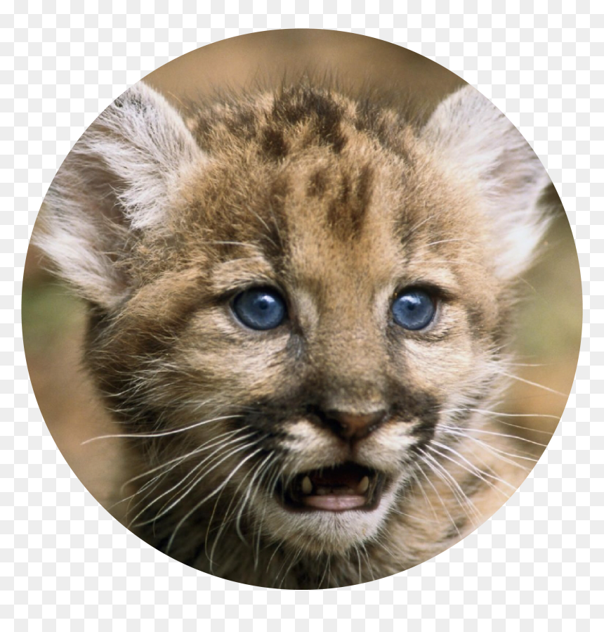Florida Panther - Baby Cute Florida Panther, HD Png Download - panther head png