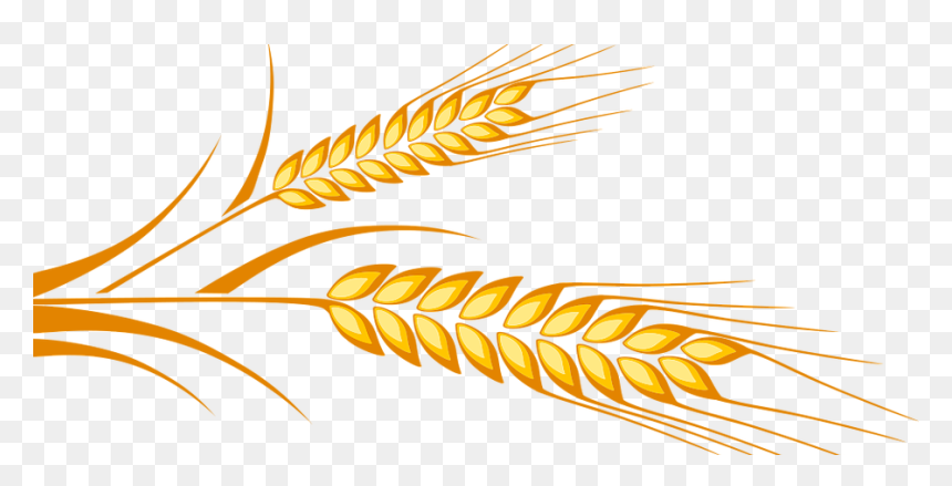 Grains Free On Dumielauxepices - Illustration, HD Png Download - wheat transparent png