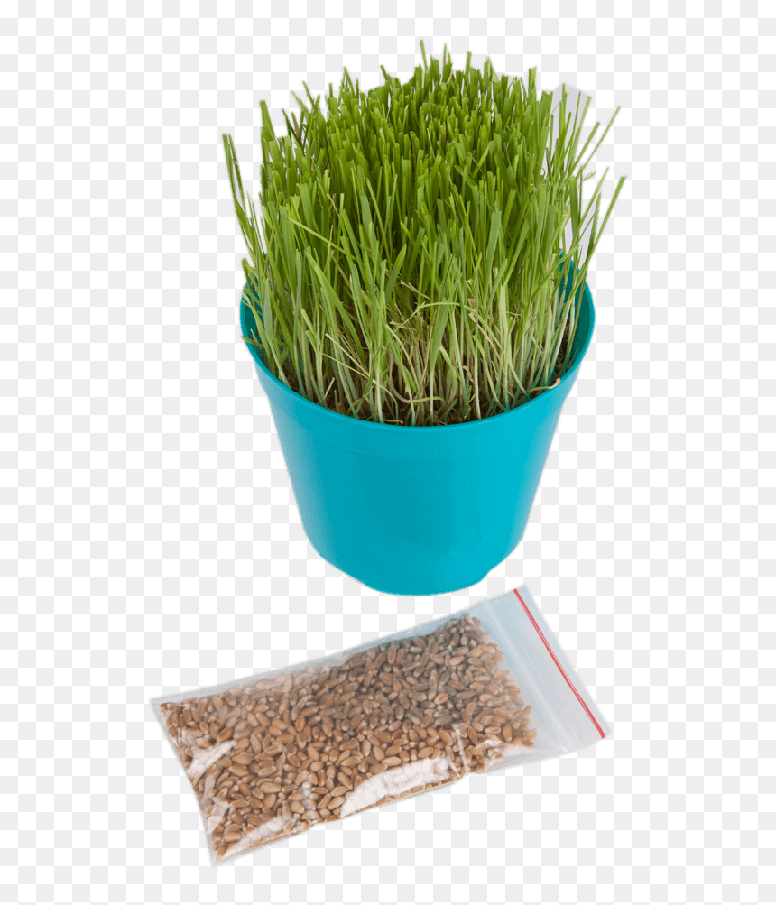 Flowerpot, HD Png Download - hierba png