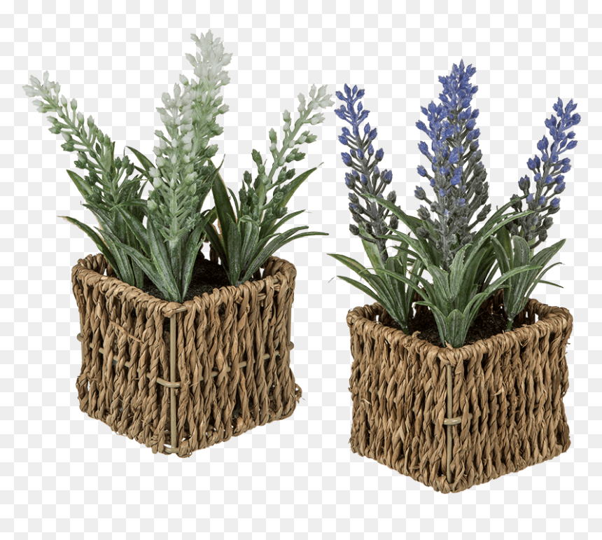 Kunstplant Lavendel Nepplantje In Mandje, HD Png Download - hierba png