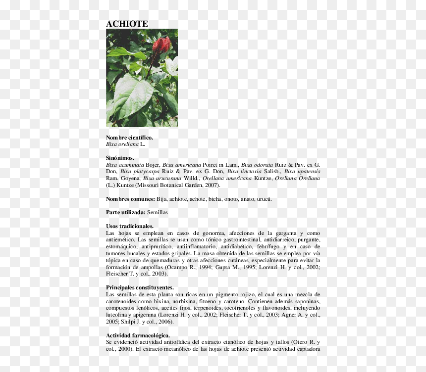 Jordan H0 751 Hierba Fibra Verde Decoración Y Piezas - Vademecum De Plantas Medicinales, HD Png Download - hierba png