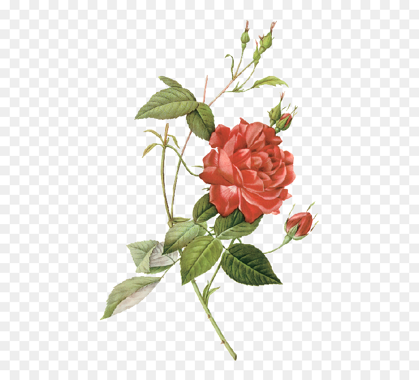 Transparent Dogwood Clipart - Pierre Joseph Redouté Red, HD Png Download - flores hawaianas png