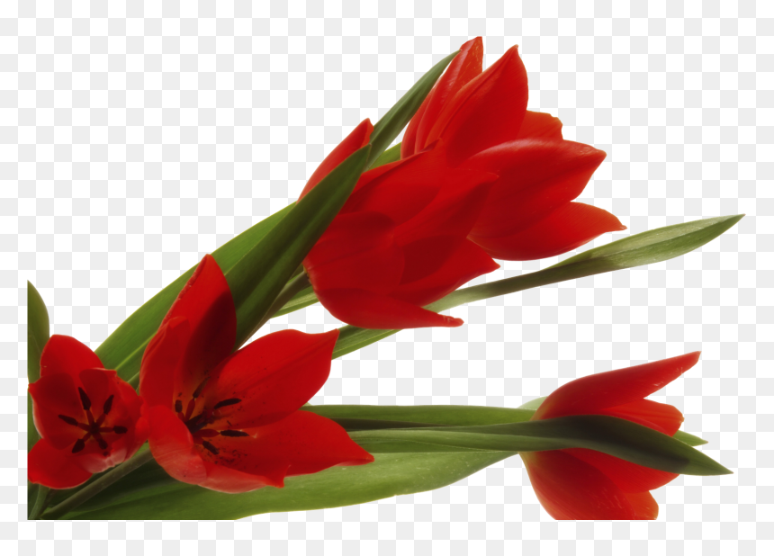 Flores Clipart , Png Download - حدیث برای روز دختر, Transparent Png - flores hawaianas png