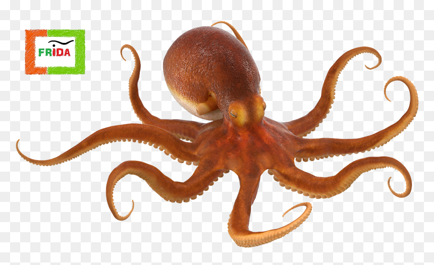 Octopus Png, Transparent Png - polvo png