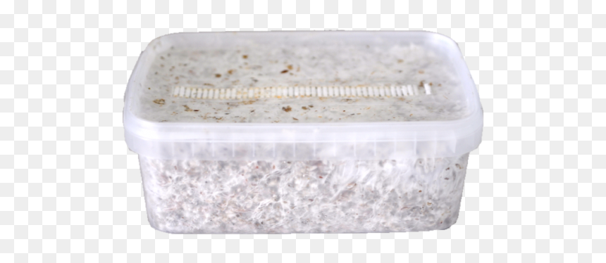 Magic Mushroom Kit Mazatapec"
 Title="magic Mushroom - Psilocybin Mushroom, HD Png Download - magic mushroom png