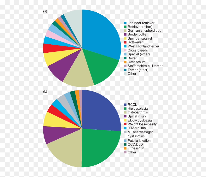 Canine Hydrotherapy Risk Assessment, HD Png Download - fun border png