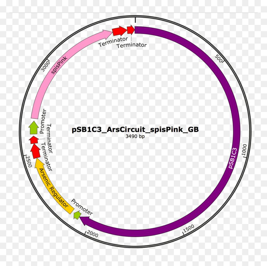 Spispink Full Circut - Circle, HD Png Download - arsenic png