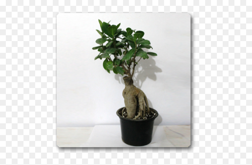Bonsai, HD Png Download - ficus tree png