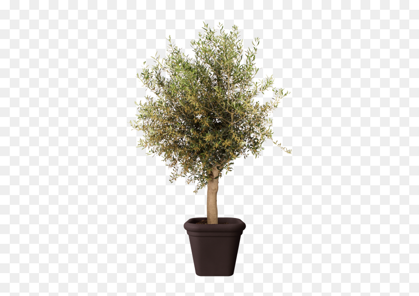 Flowerpot, HD Png Download - ficus tree png