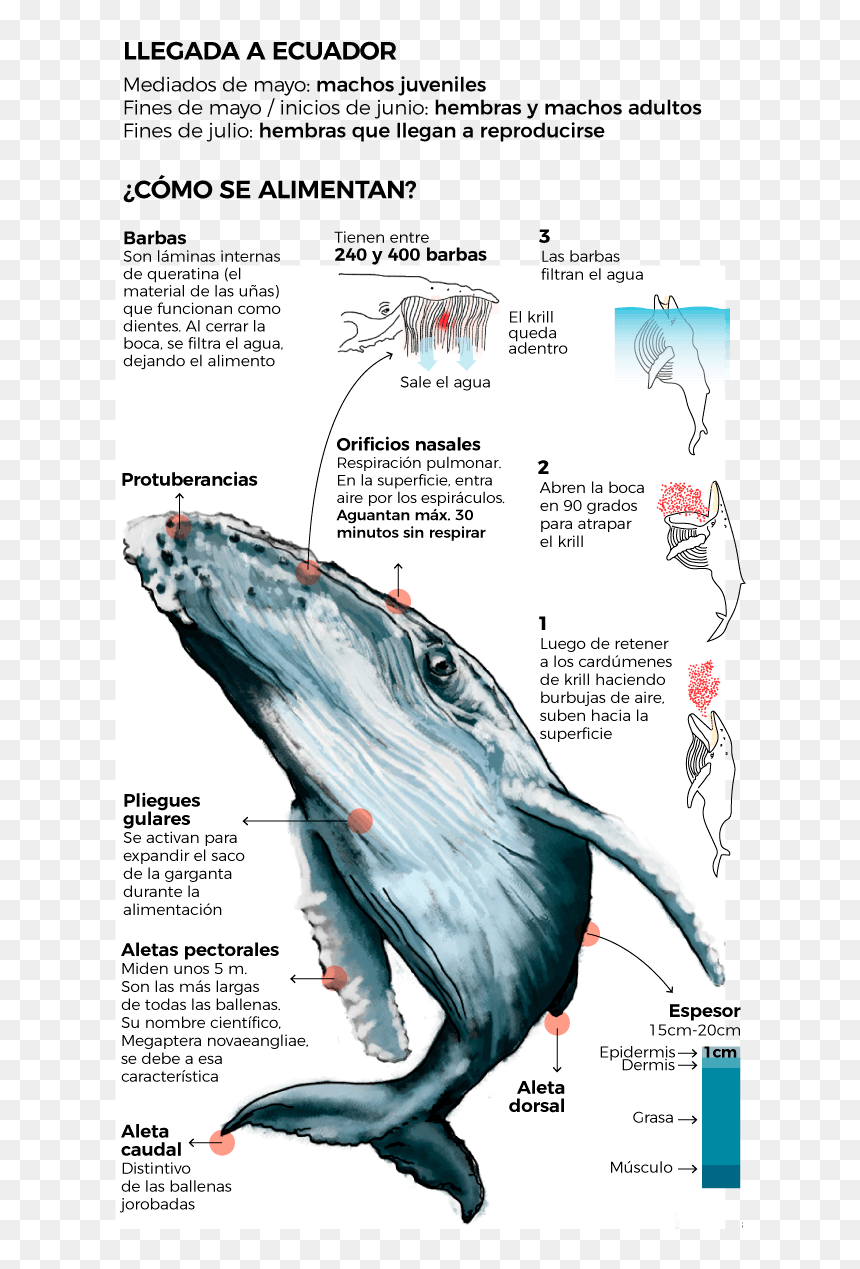 Glandulas Mamarias De Ballena, HD Png Download - burbujas de agua png