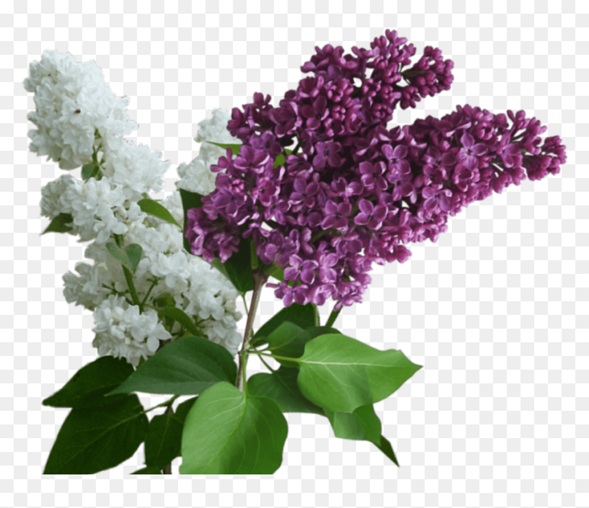 Lilac Png - Ветка Сирени Пнг, Transparent Png - aesthetic flowers png