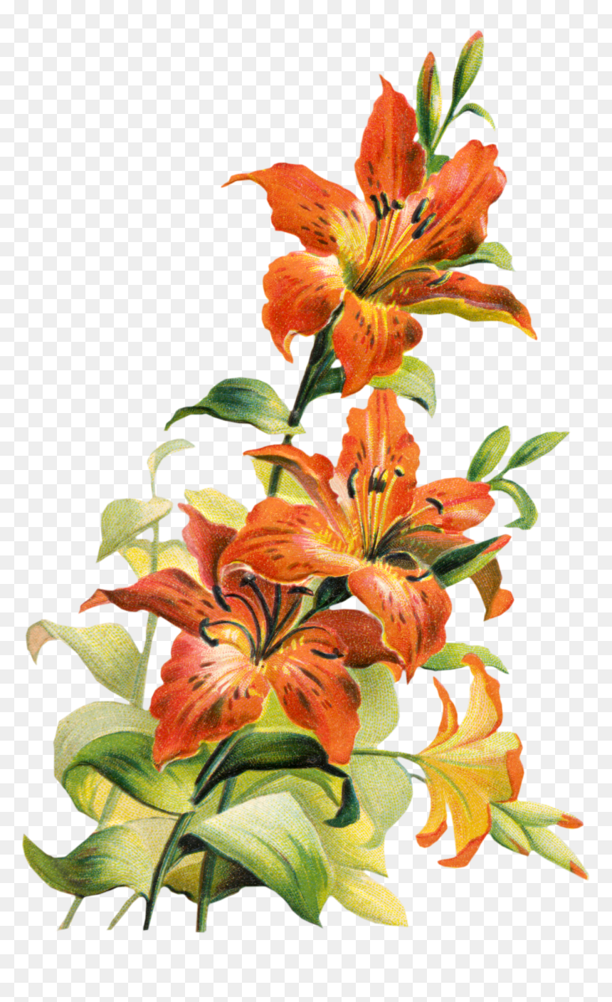 Botanical Flower Png - Tiger Lily Flower Art, Transparent Png - aesthetic flowers png