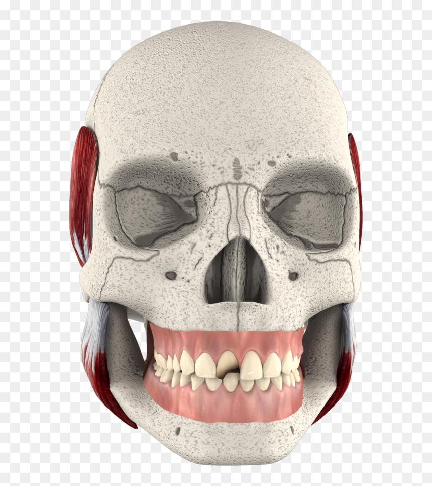 Skull, HD Png Download - 3d crown png