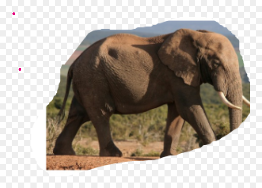 Movement In Terrestrial Animals, HD Png Download - elephant trunk png