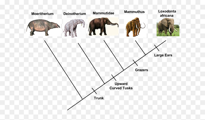Picture - Deinotherium Giganteum, HD Png Download - elephant trunk png