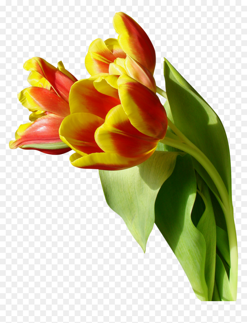 Tulip - Nature Flower Png Background, Transparent Png - tulip flower png